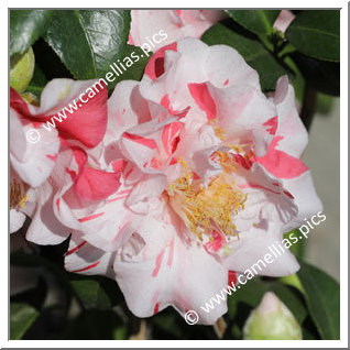 Camellia Japonica 'Mabel Bryan'