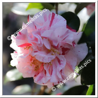 Camellia Japonica 'Mabel Bryan'