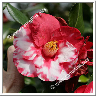 Camellia Japonica 'Lady Mackinnon'