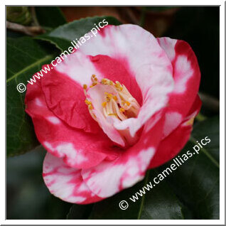 Camellia Japonica 'Lady Mackinnon'