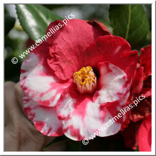 Camellia Japonica 'Lady Mackinnon'