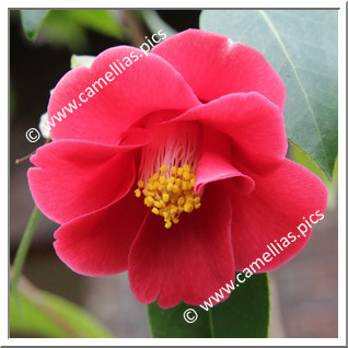 Camellia Species C. japonica ssp. japonica  var. macrocarpa