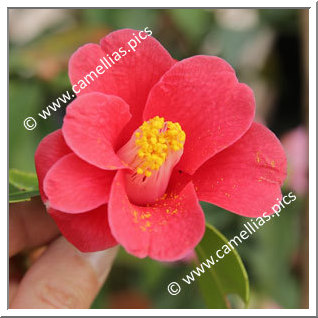 Camellia Botanique 'C. japonica ssp. japonica  var. macrocarpa'