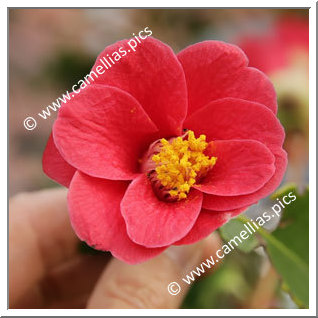 Camellia Botanique 'C. japonica ssp. japonica  var. macrocarpa'