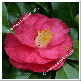 Camellia Japonica 'Madame Victor de Bisschop Rubra'