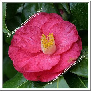 Camellia Japonica 'Madame Victor de Bisschop Rubra'