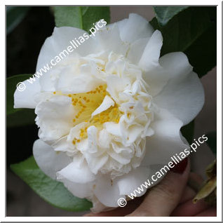 Camellia Japonica 'Madame Henri Cormerais'