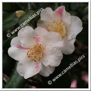 Camellia Japonica 'Madame de Massol'