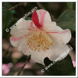 Camellia Japonica 'Madame de Massol'