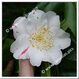 Camellia Japonica 'Madame de Massol'