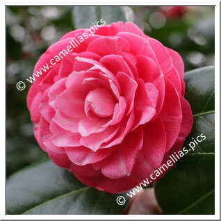 Camellia Japonica 'Madame Haas'