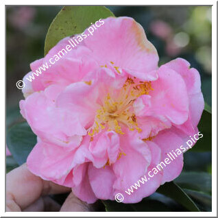 'Madame Hahn'
