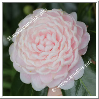 Camellia Japonica 'Madame de Cannart d'Hamale'