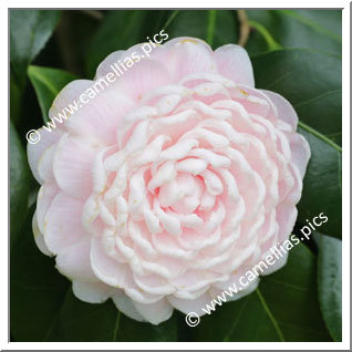 Camellia Japonica 'Madame de Cannart d'Hamale'