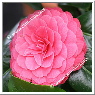 Camellia Japonica 'Madame Lebois'