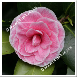 Camellia Japonica 'Madame P. de Pannemaeker'