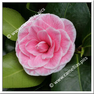 Camellia Japonica 'Madame P. de Pannemaeker'