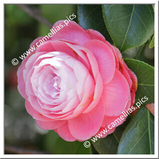 Camellia Japonica 'Madame Pépin'