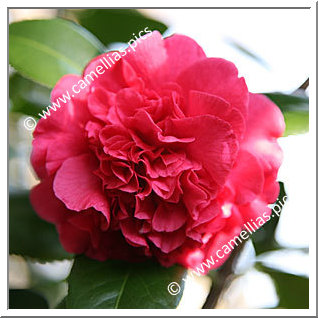 Camellia Japonica 'Madame Picouline'