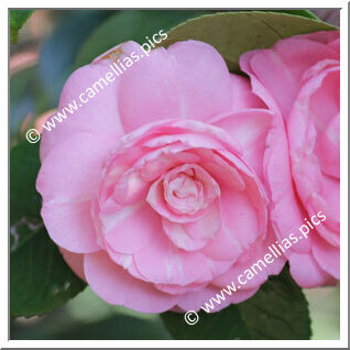 Camellia Japonica 'Madame de Strekaloff'