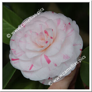 Camellia Japonica 'Madame Ambroise Verschaffelt'