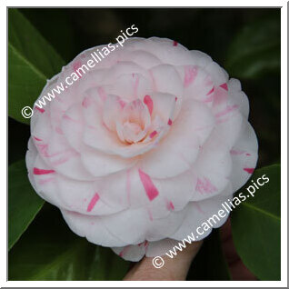 Camellia Japonica 'Madame Ambroise Verschaffelt'