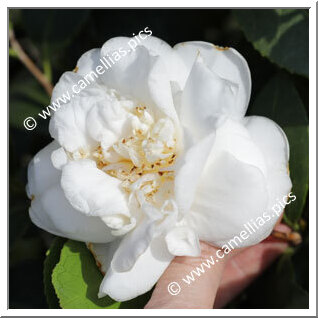 Camellia Japonica 'Madge Miller'