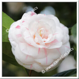 Camellia Japonica 'Madoni'