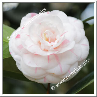 Camellia Japonica 'Madoni'