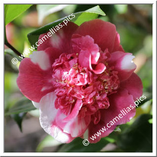 Camellia Japonica 'Magalhaes Variegated'