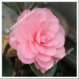 Camellia Japonica 'Contessa Paolina Maggi Rosea'