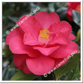 Camellia Japonica 'Magnolia'