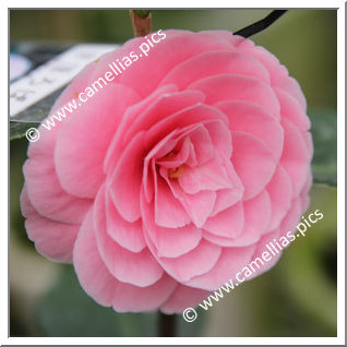 Camellia Japonica 'Mahoroba'