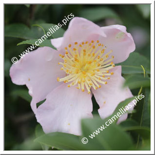 Camellia Sasanqua 'Maiden's Blush'