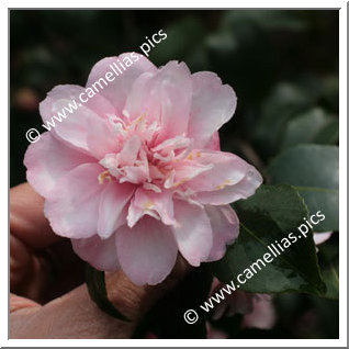 Camellia Botanique 'C. maliflora'