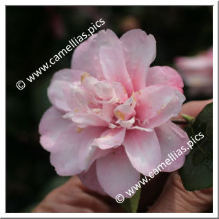 Camellia Botanique 'C. maliflora'