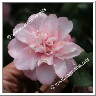 Camellia Species 'C. maliflora'