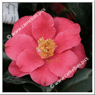 Camellia Japonica 'Mamithe'