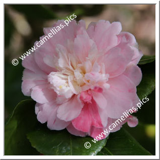 Camellia Japonica 'Manana'