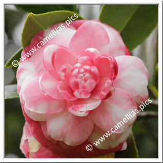 Camellia Japonica 'Manchada'