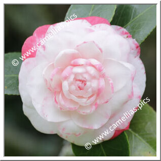 Camellia Japonica 'Manchada'