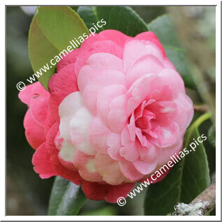 Camellia Japonica 'Manchada'