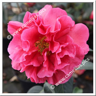 Camellia Reticulata 'Mandalay Queen'