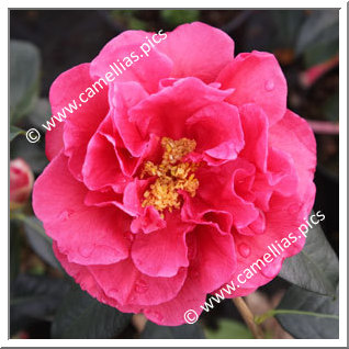 Camellia Reticulata 'Mandalay Queen'