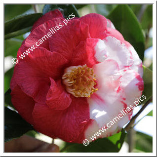 Camellia Japonica 'Miss Mandie Supreme'