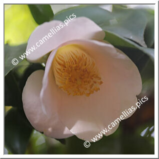 Camellia Japonica 'Mani Pulite'