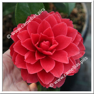 Camellia Japonica 'Manuroa Road'