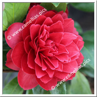 Camellia Japonica 'Manuroa Road'