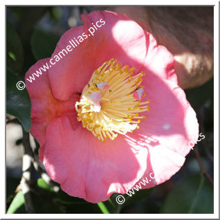 Camellia Higo Camellias 'Manzairaku'