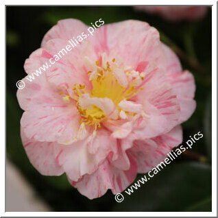 Camellia Japonica 'Marchesa Carega'